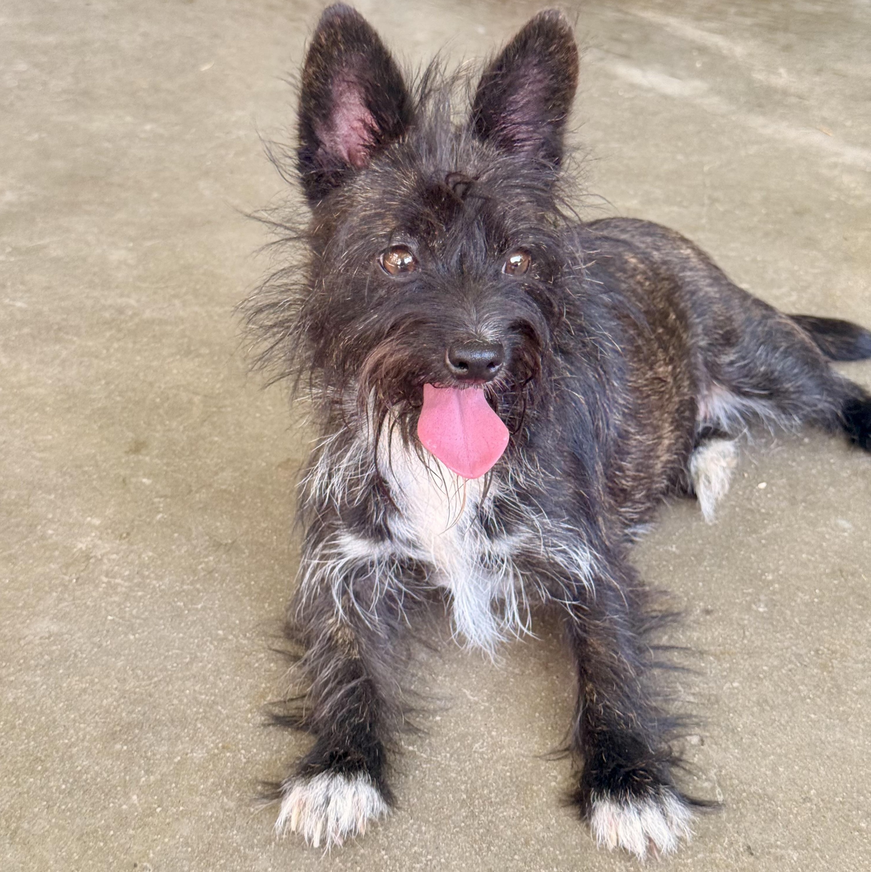 Enlarge Shelly, an adoptable mixed breed in modesto, CA image 1/6