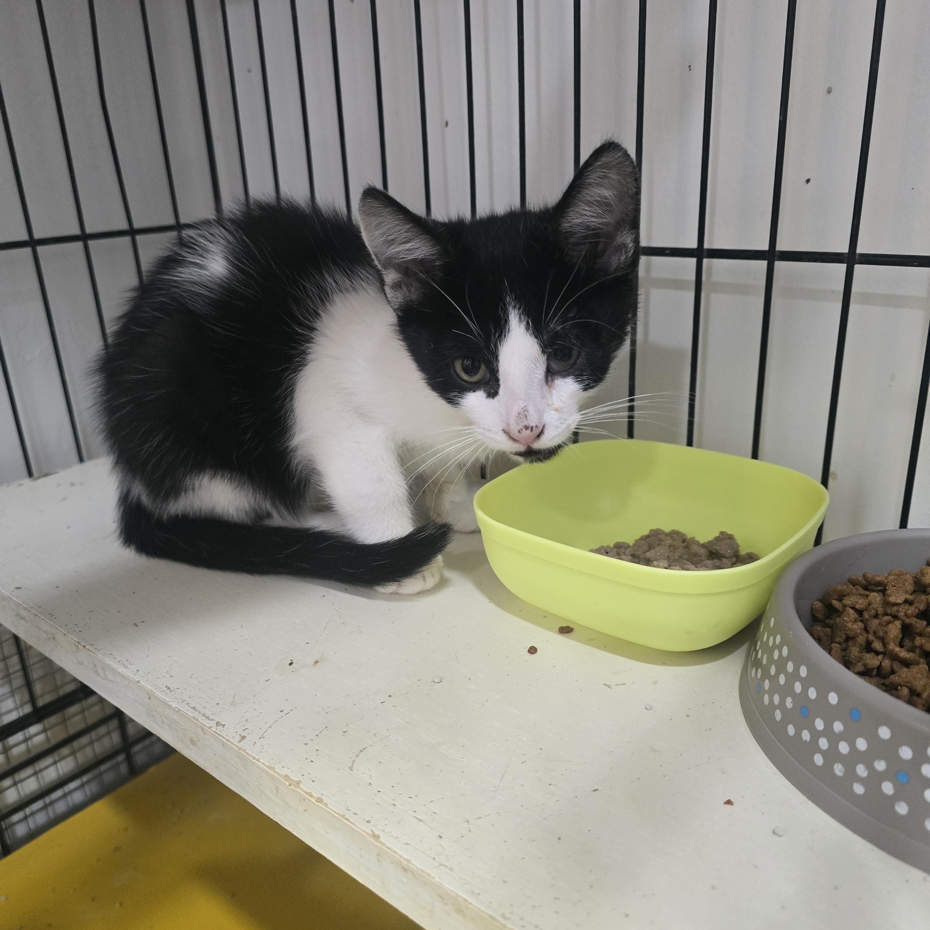 Kai, Adoptable, Young Male Domestic Short Hair.