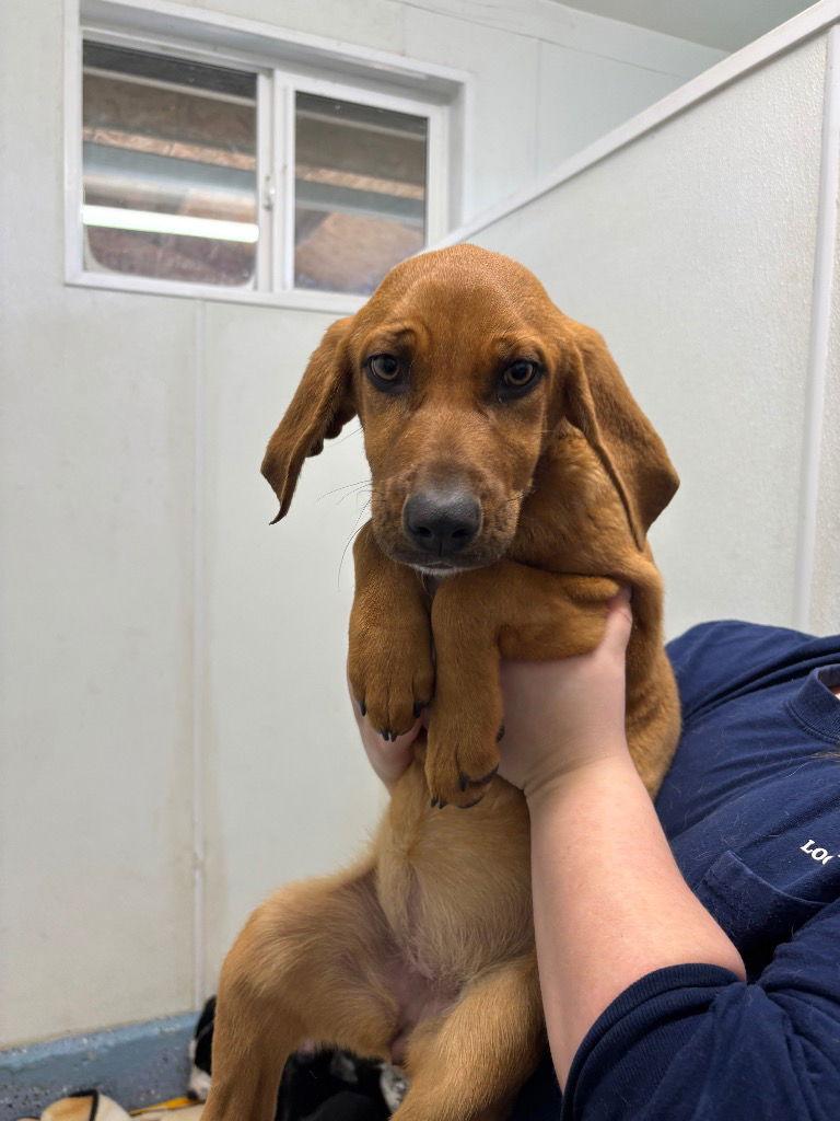 Adoption Pending - Red, Adoptable, Puppy Female Mixed Breed.