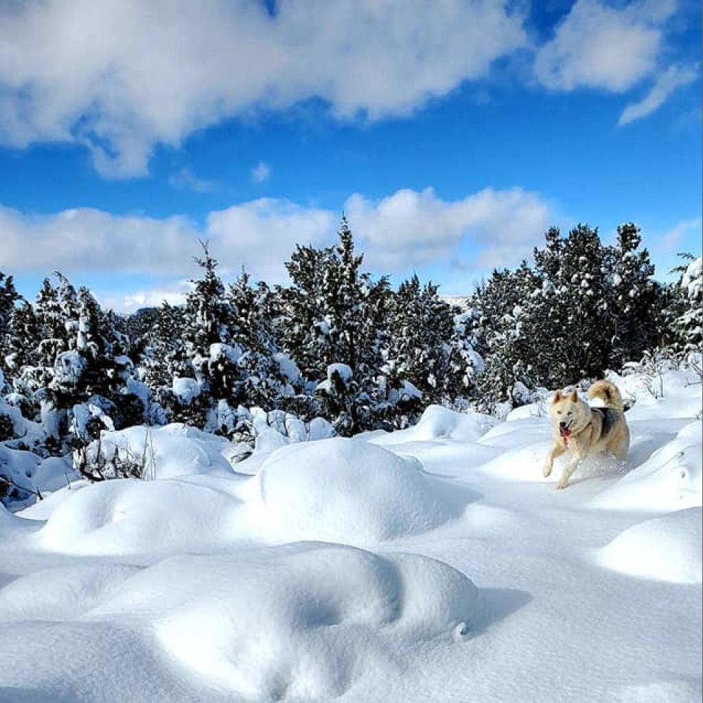 Phantom — thumbnail 3