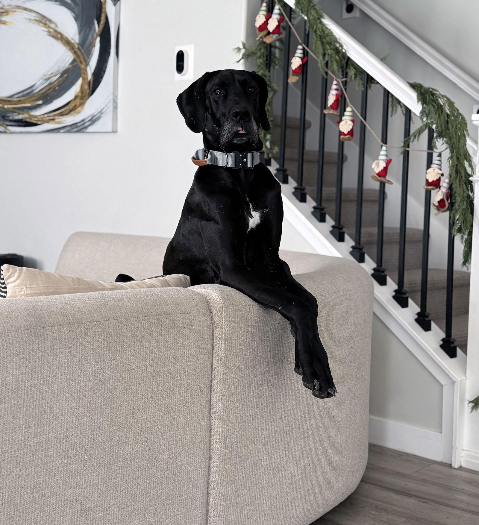 Enlarge Bodee, a Adopted Great Dane in Salt Lake City, UT image 1/2