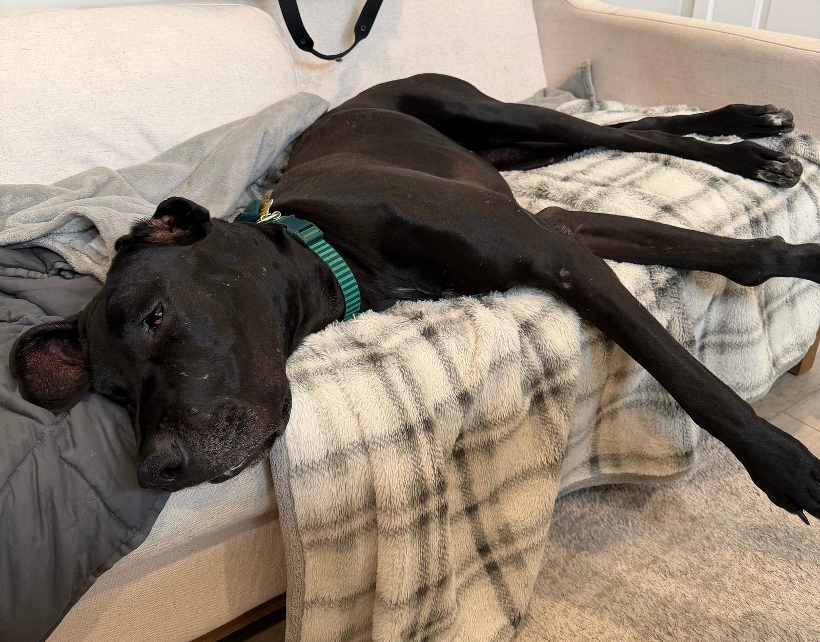 Enlarge Bodee, a Adopted Great Dane in Salt Lake City, UT image 2/2