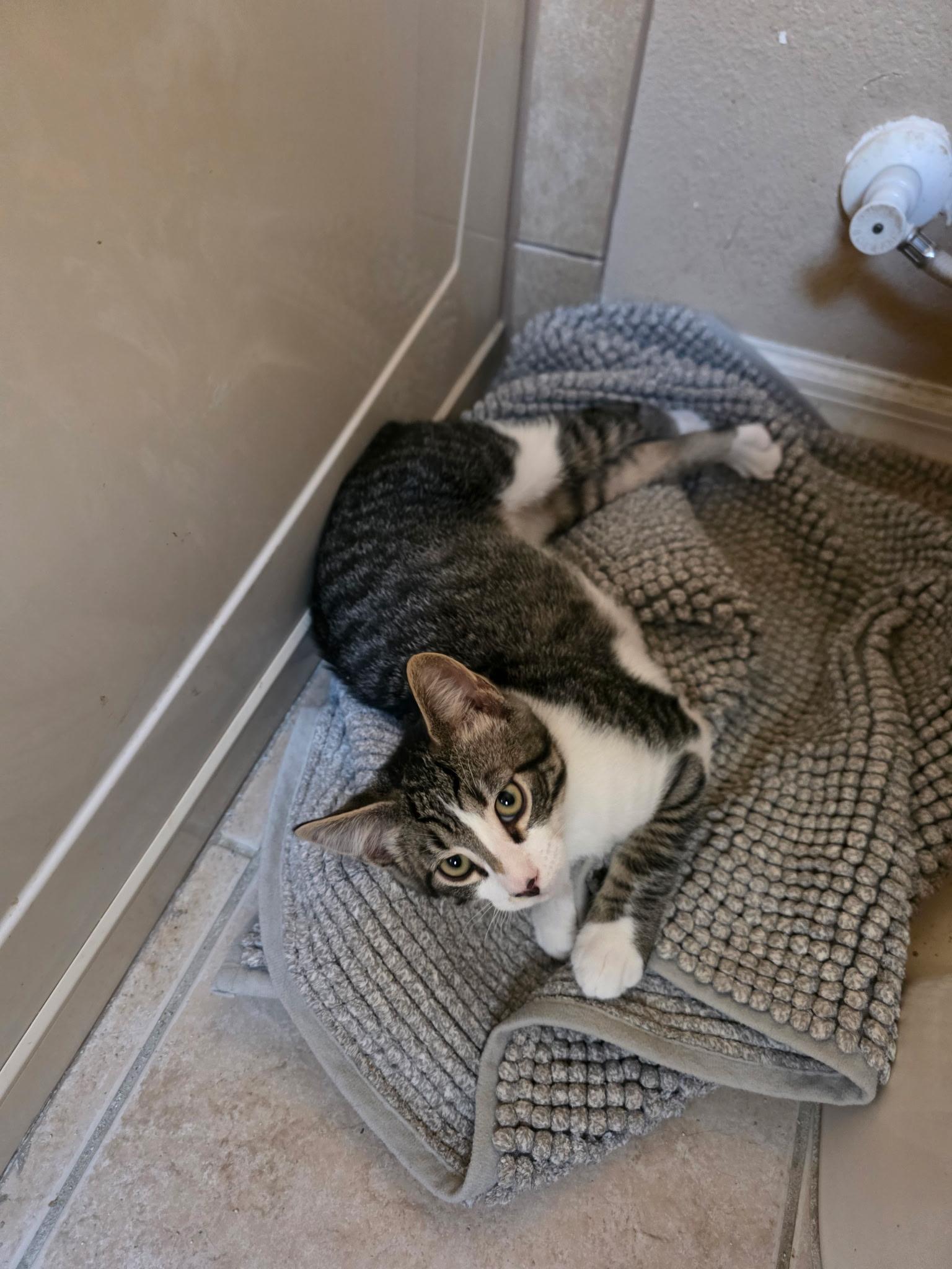 Enlarge Freddy, a ADOPTABLE Domestic Short Hair in Maitland, FL image 1/1