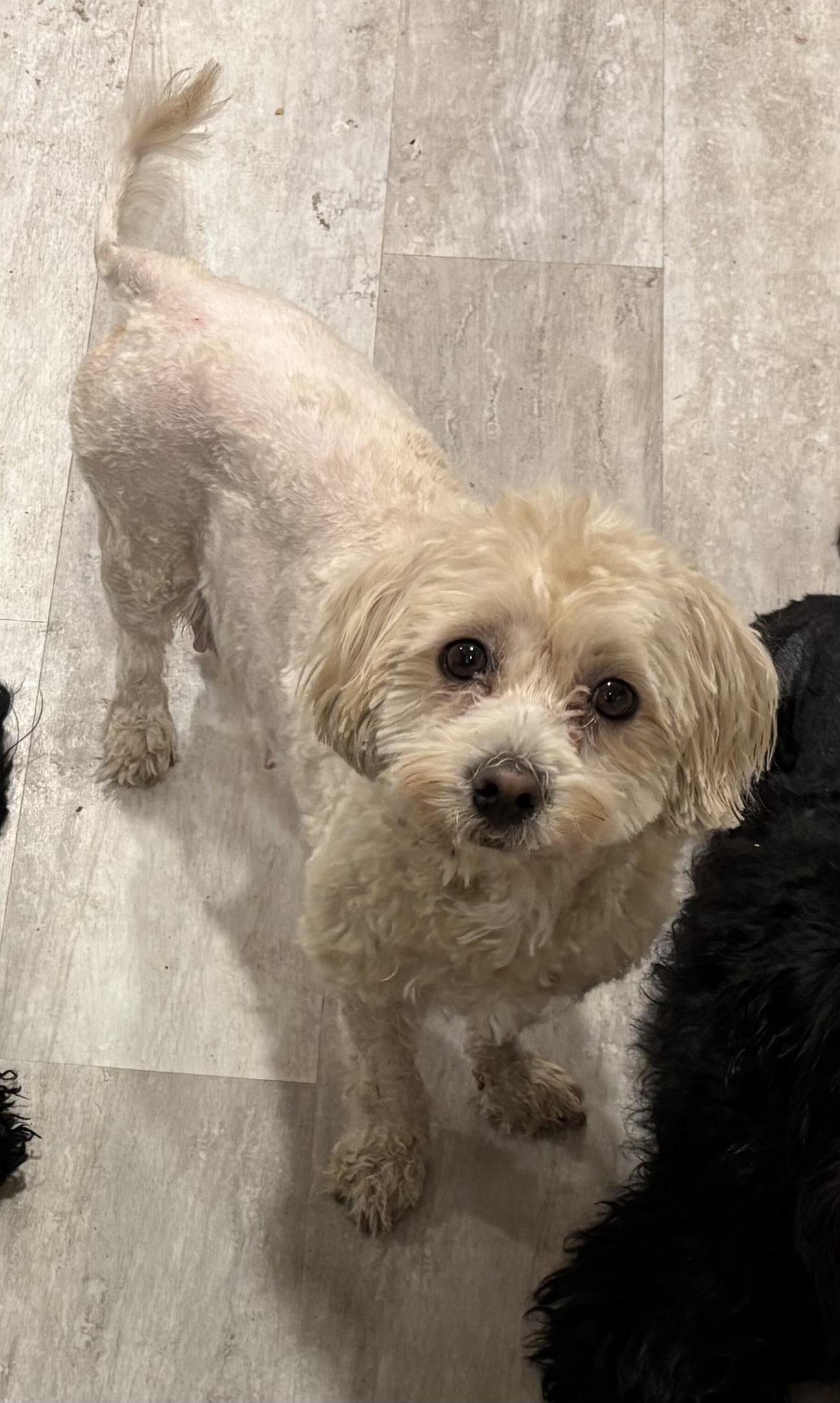 Caramel, adopted, Young Female Miniature Poodle.