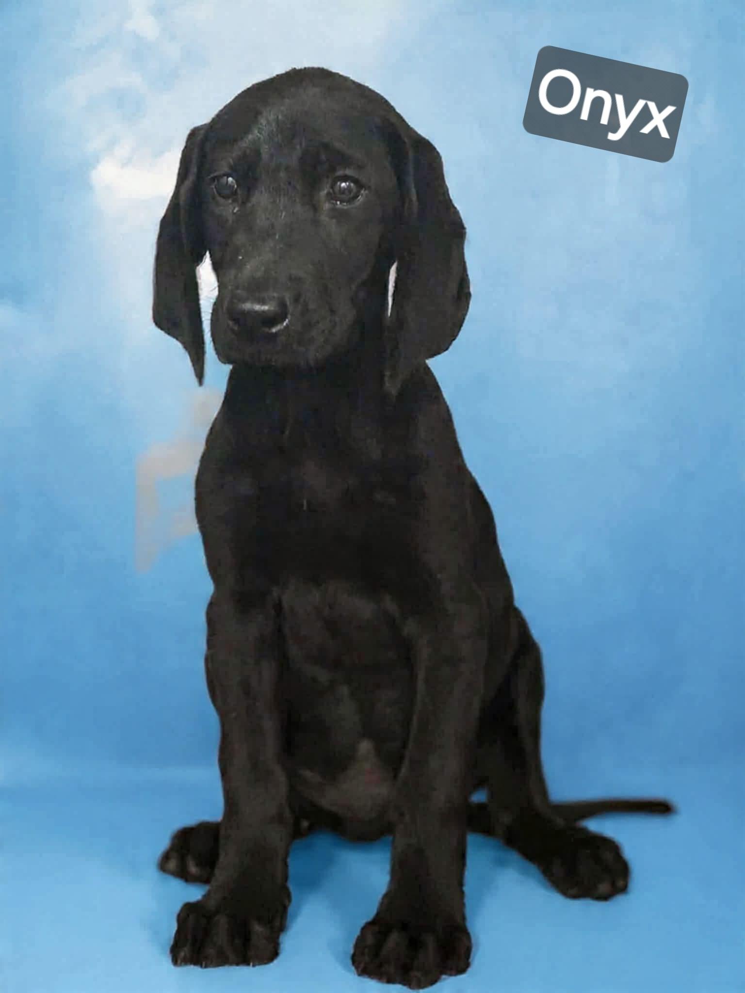Onyx , ADOPTABLE, Puppy Male Coonhound & Rottweiler.