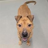 Jimmy, ADOPTABLE, Adult Male Mixed Breed.