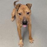 Enlarge Jimmy, a ADOPTABLE Mixed Breed in Hilliard, OH image 3/3
