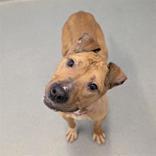 Enlarge Jimmy, a ADOPTABLE Mixed Breed in Hilliard, OH image 2/3