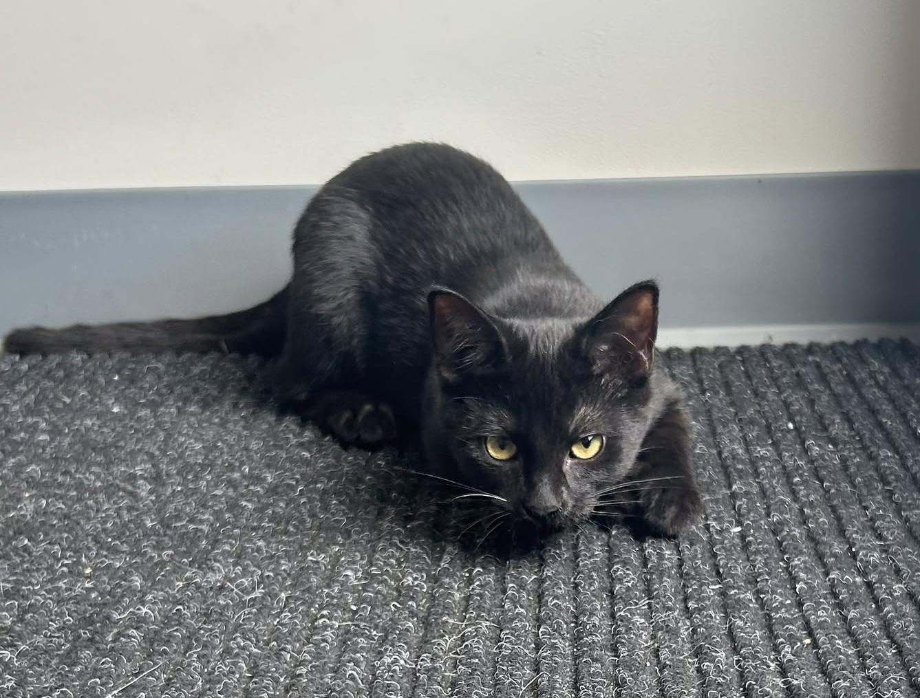 Jade, Adoptable, Kitten Female Domestic Short Hair.