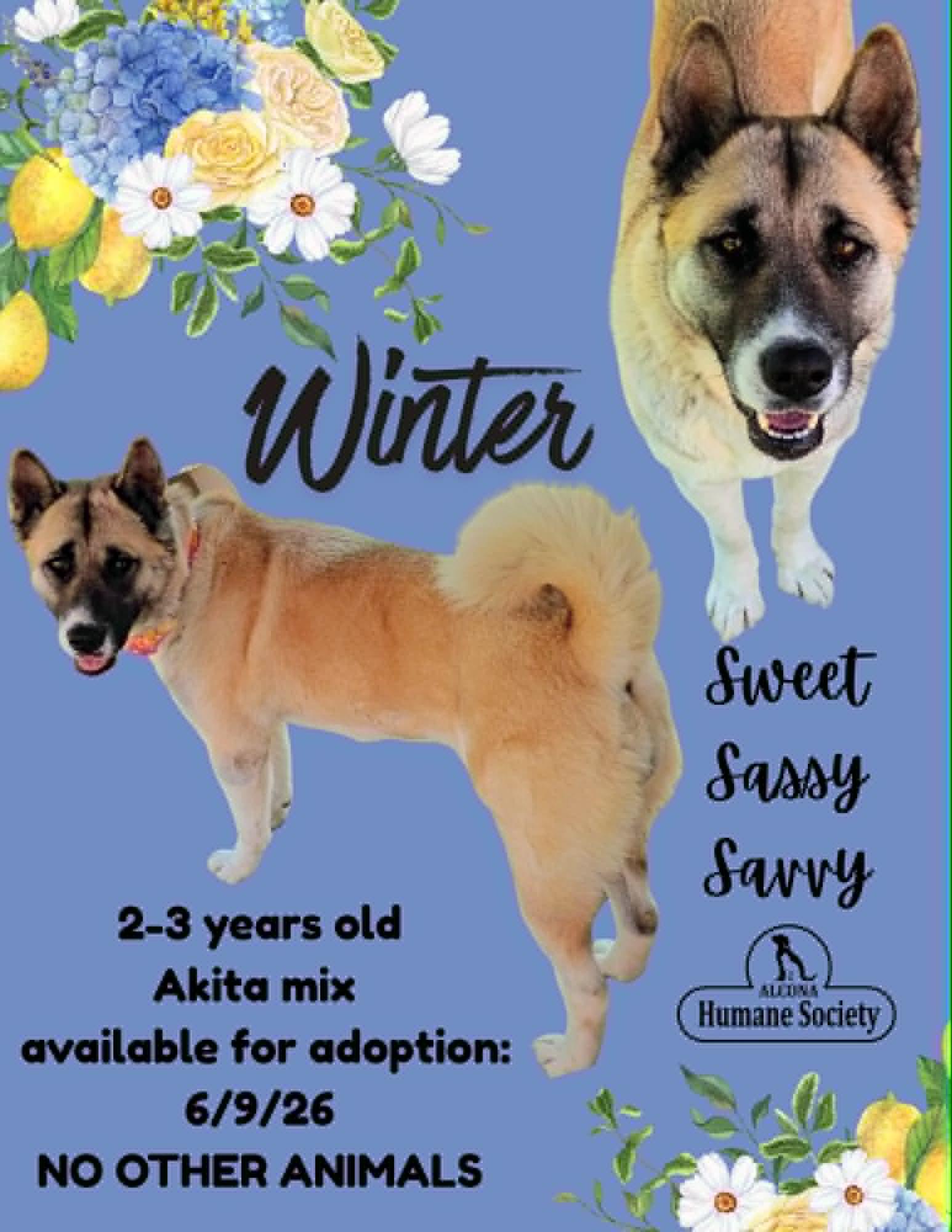 Enlarge Winter, a ADOPTABLE Akita in Lincoln, MI image 1/1