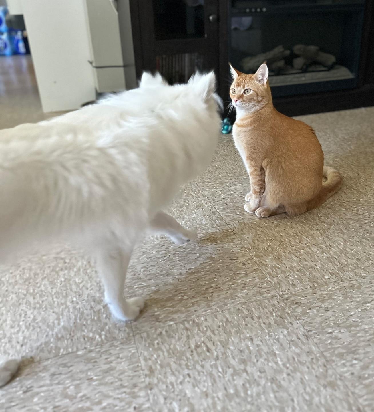 Chase - St. Louis, MO, a ADOPTABLE American Eskimo Dog in Saint Louis, MO image 5/5