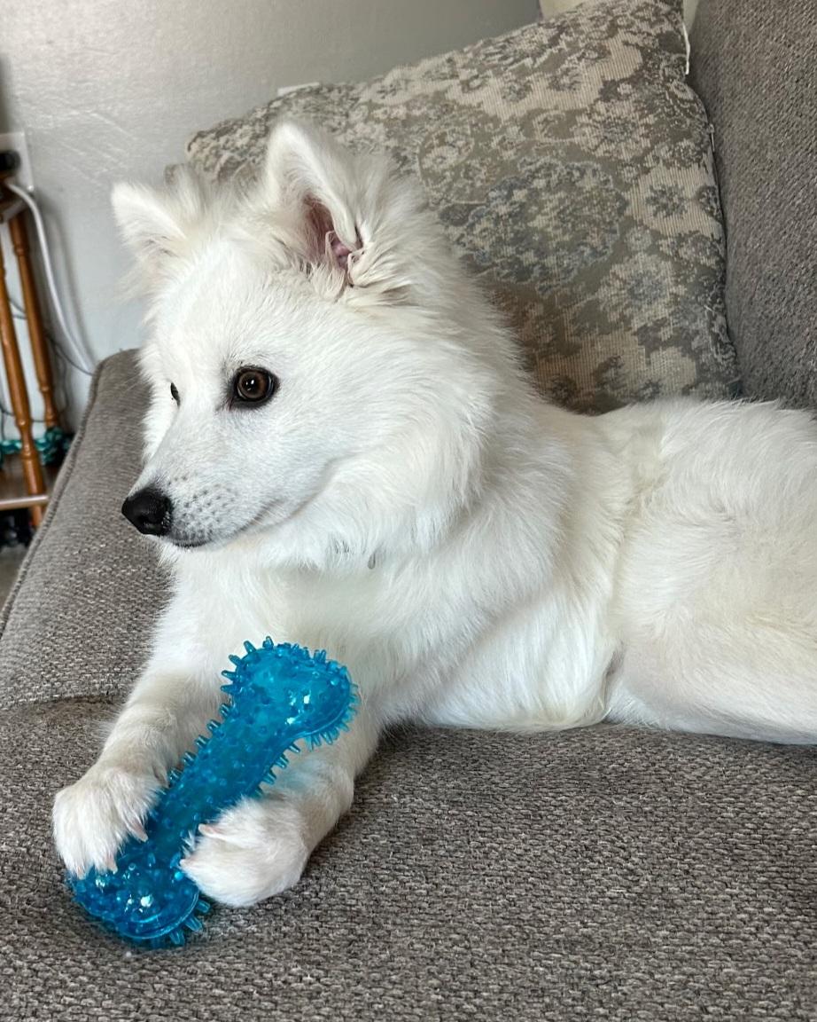 Chase - St. Louis, MO, a ADOPTABLE American Eskimo Dog in Saint Louis, MO image 4/5