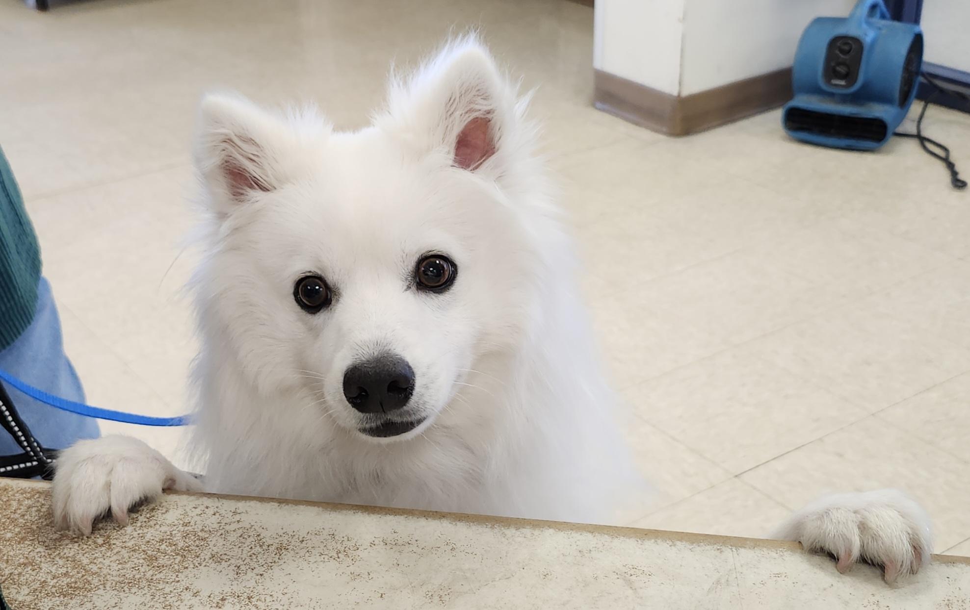 Chase - St. Louis, MO, a ADOPTABLE American Eskimo Dog in Saint Louis, MO image 2/5