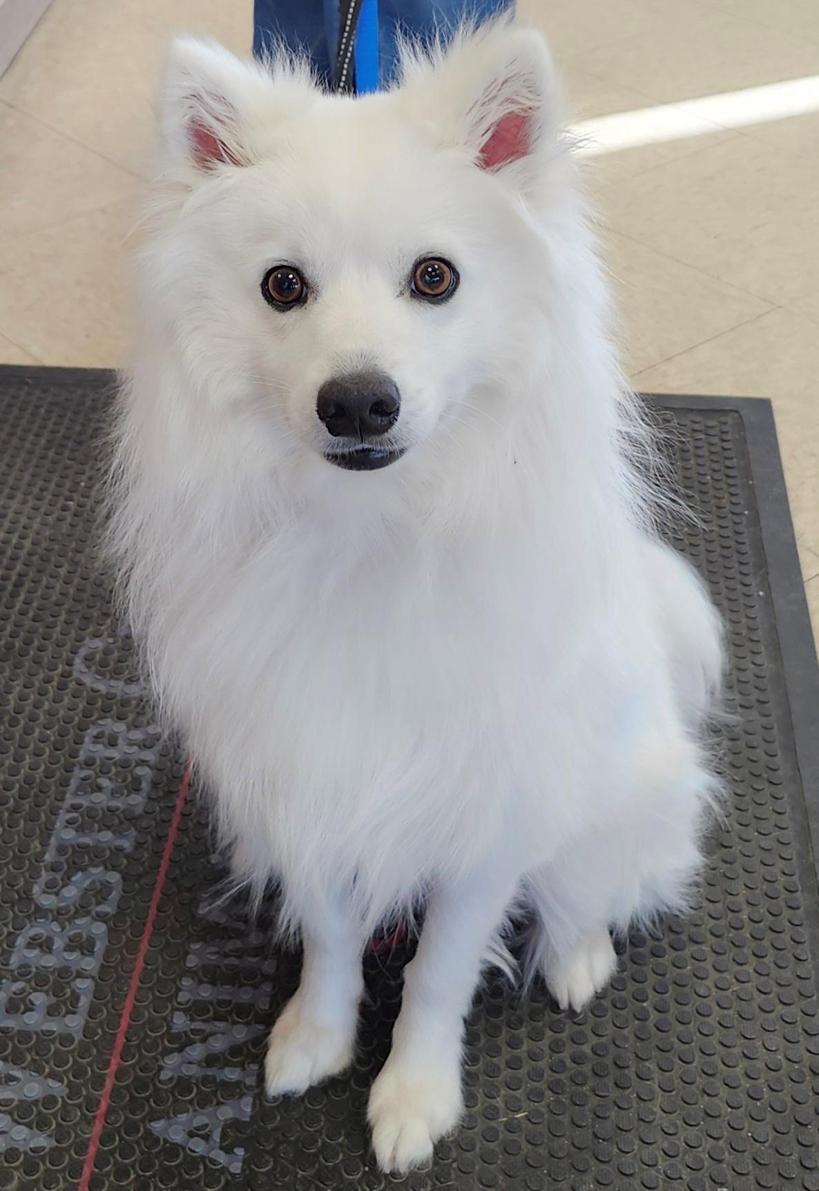 Chase - St. Louis, MO, ADOPTABLE, Young Male American Eskimo Dog.