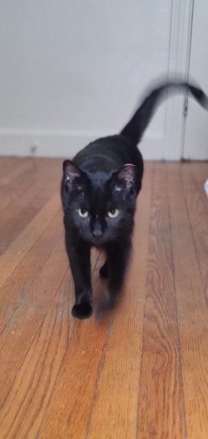 Cocoa Biscuit, Adoptable, Young Female Domestic Short Hair.