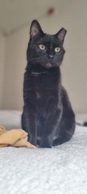 Enlarge Cocoa Biscuit, a Adoptable mixed breed in Pawtucket, RI image 3/4