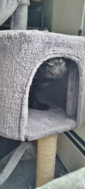 Enlarge Cocoa Biscuit, a Adoptable mixed breed in Pawtucket, RI image 4/4
