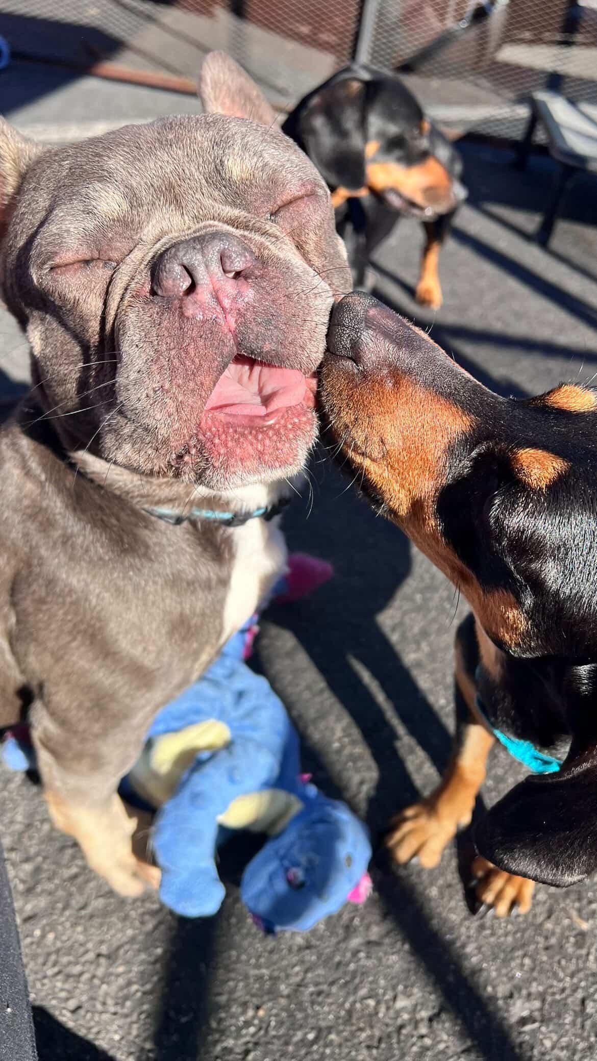 Enlarge Boo Boo, a Adoptable French Bulldog in Pasadena, CA image 4/6