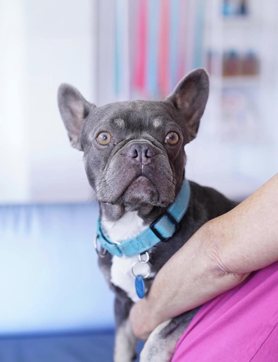 Enlarge Boo Boo, a Adoptable French Bulldog in Pasadena, CA image 3/6