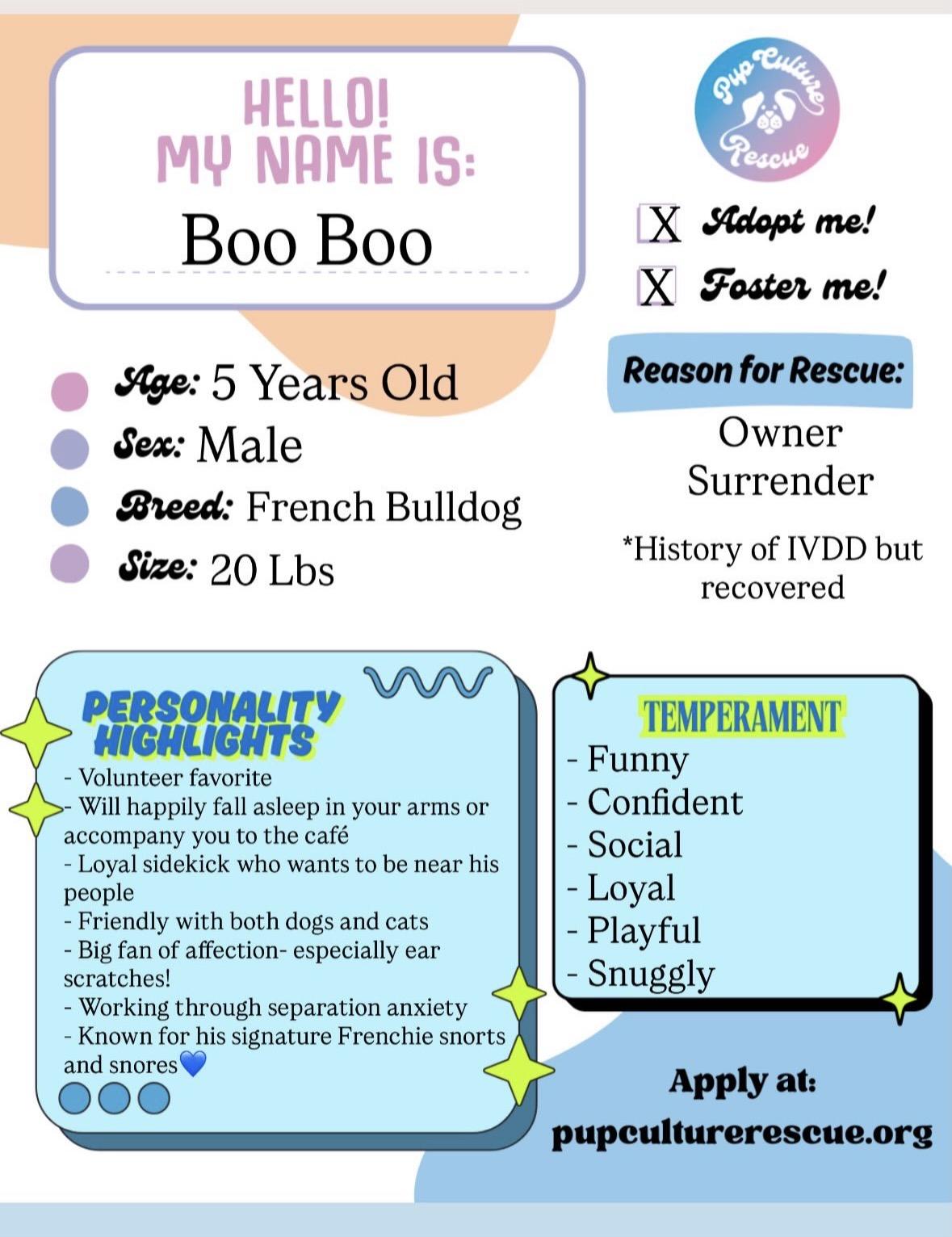 Boo Boo, a Adoptable French Bulldog in Pasadena, CA image 2/6