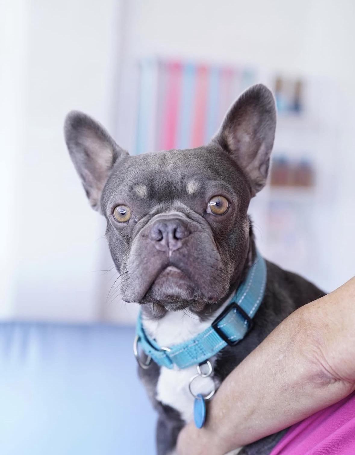 Boo Boo, a Adoptable French Bulldog in Pasadena, CA image 1/6