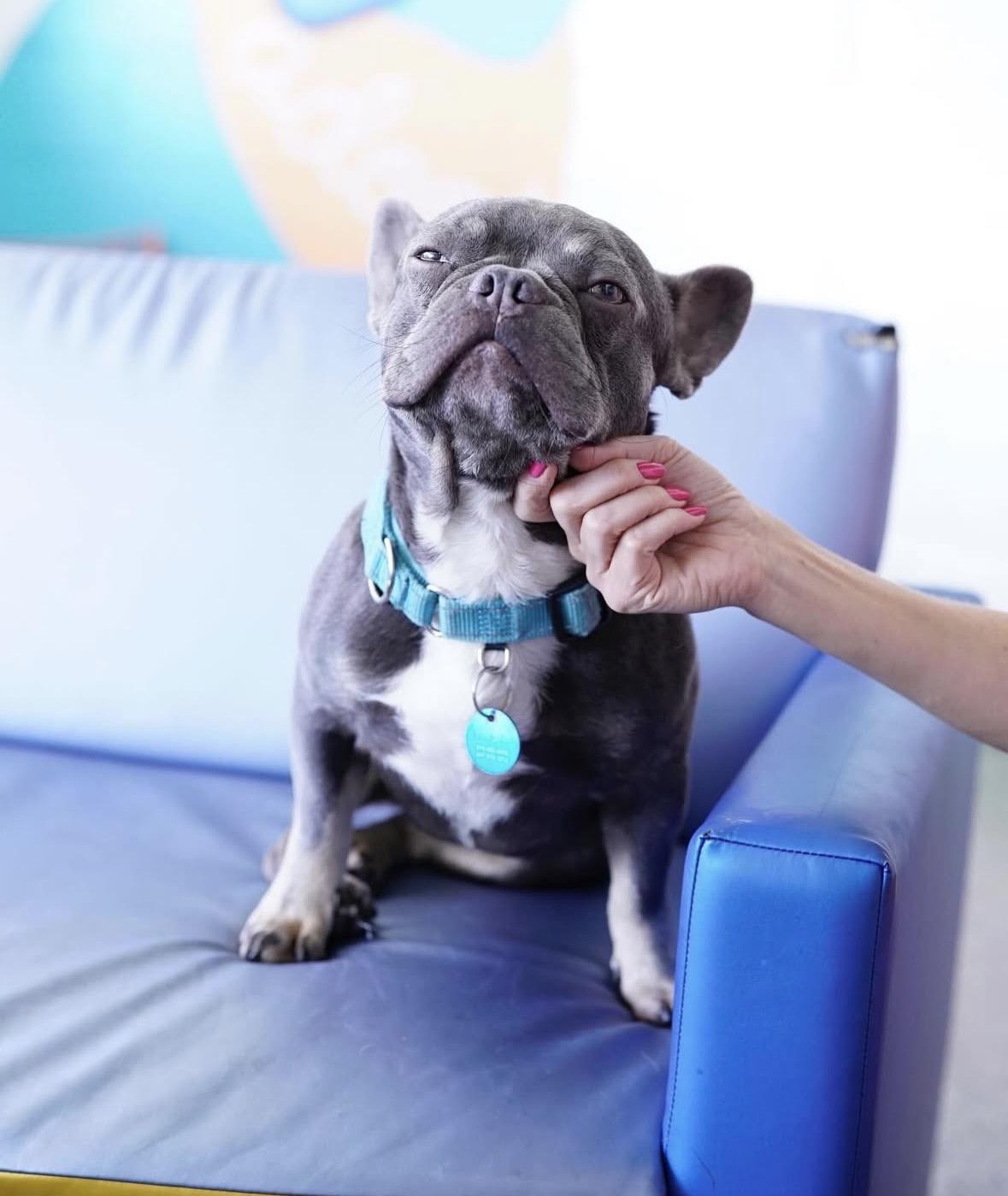 Boo Boo, a Adoptable French Bulldog in Pasadena, CA image 4/6