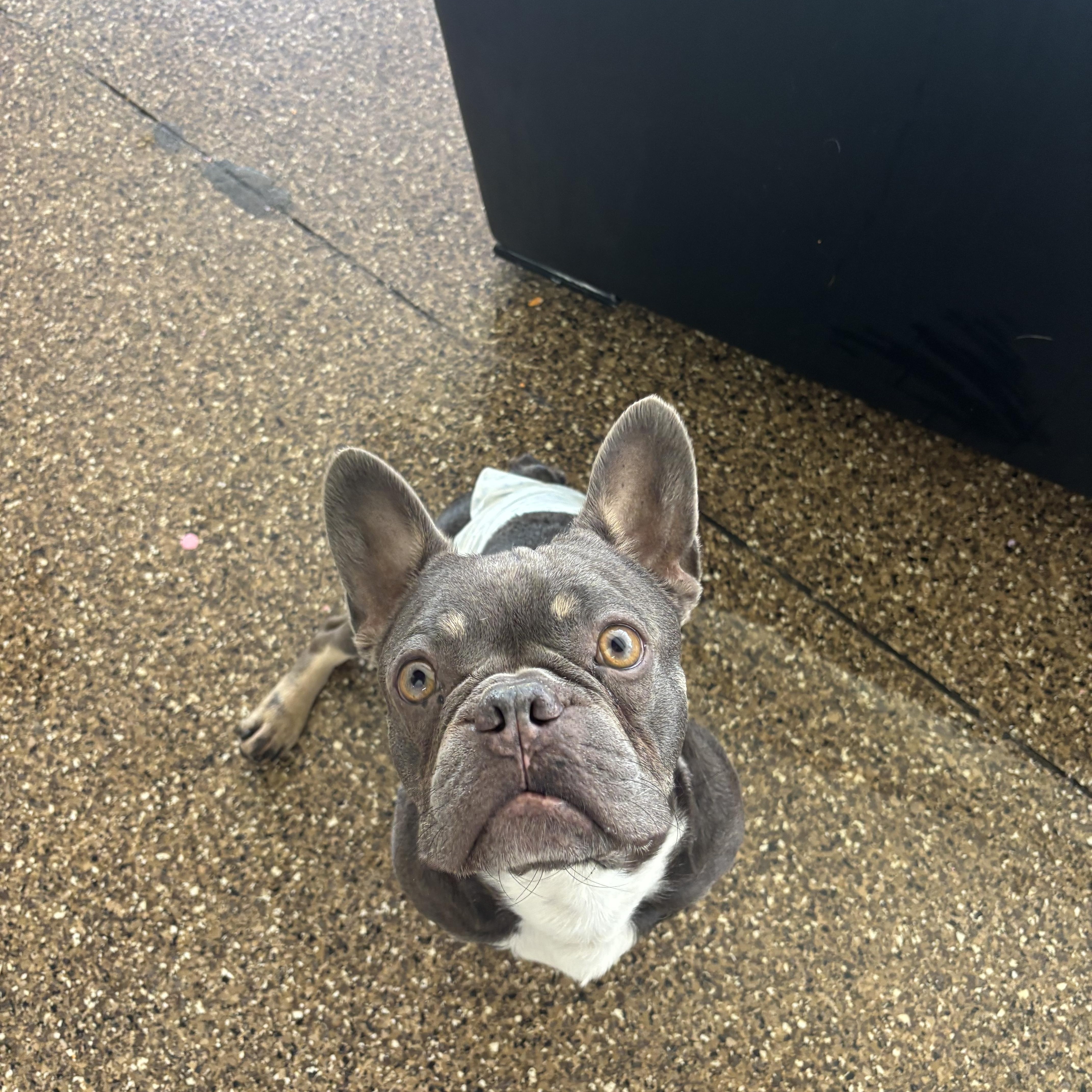 Enlarge Boo Boo, a Adoptable French Bulldog in Pasadena, CA image 5/6