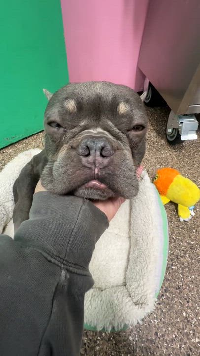 Enlarge Boo Boo, a Adoptable French Bulldog in Pasadena, CA video 6/6