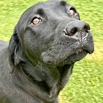 Enlarge Moose , an adopted Labrador Retriever in Southaven , MS image 2/5