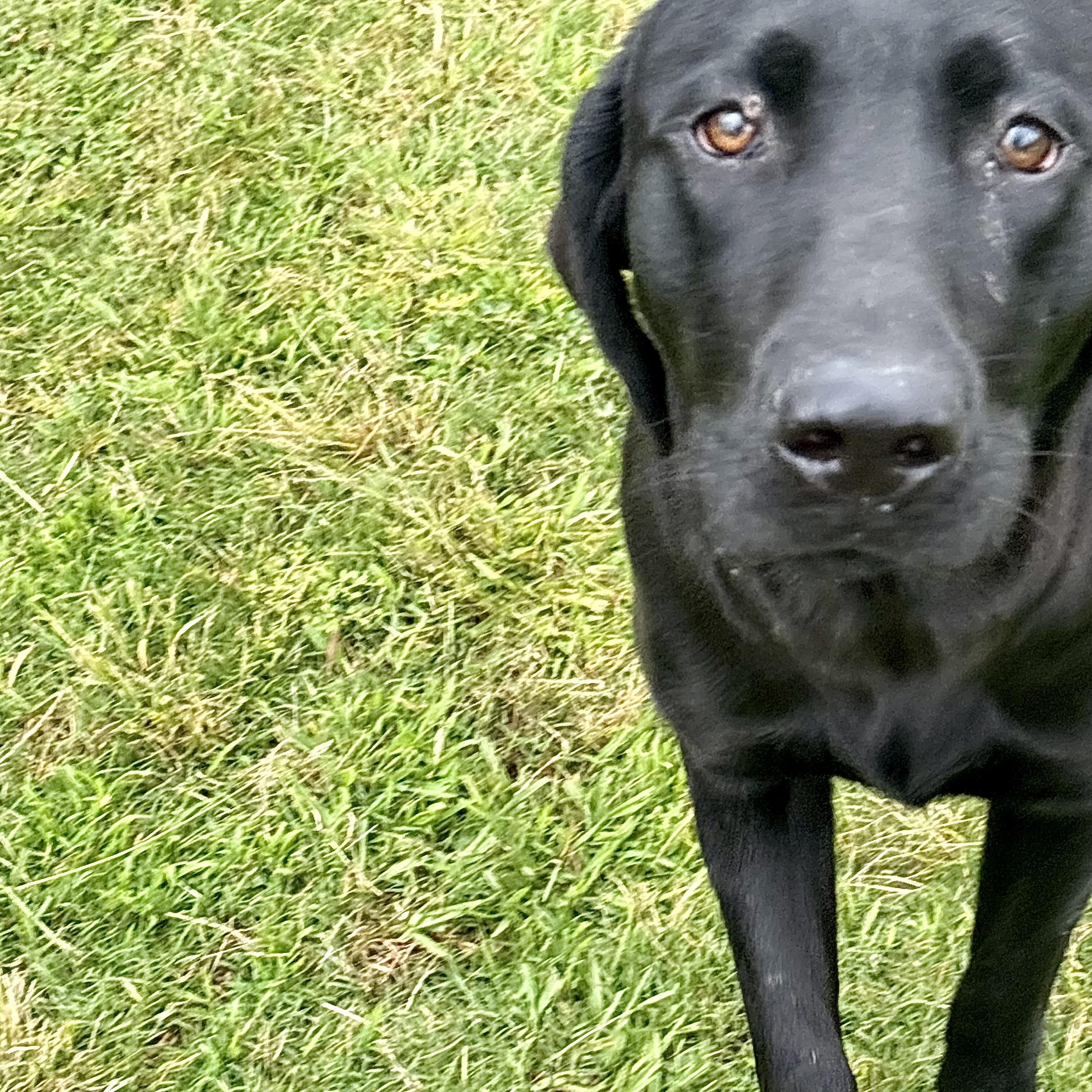 Enlarge Moose , an adopted Labrador Retriever in Southaven , MS image 4/5