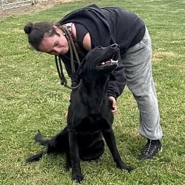 Enlarge Moose , an adopted Labrador Retriever in Southaven , MS image 3/5