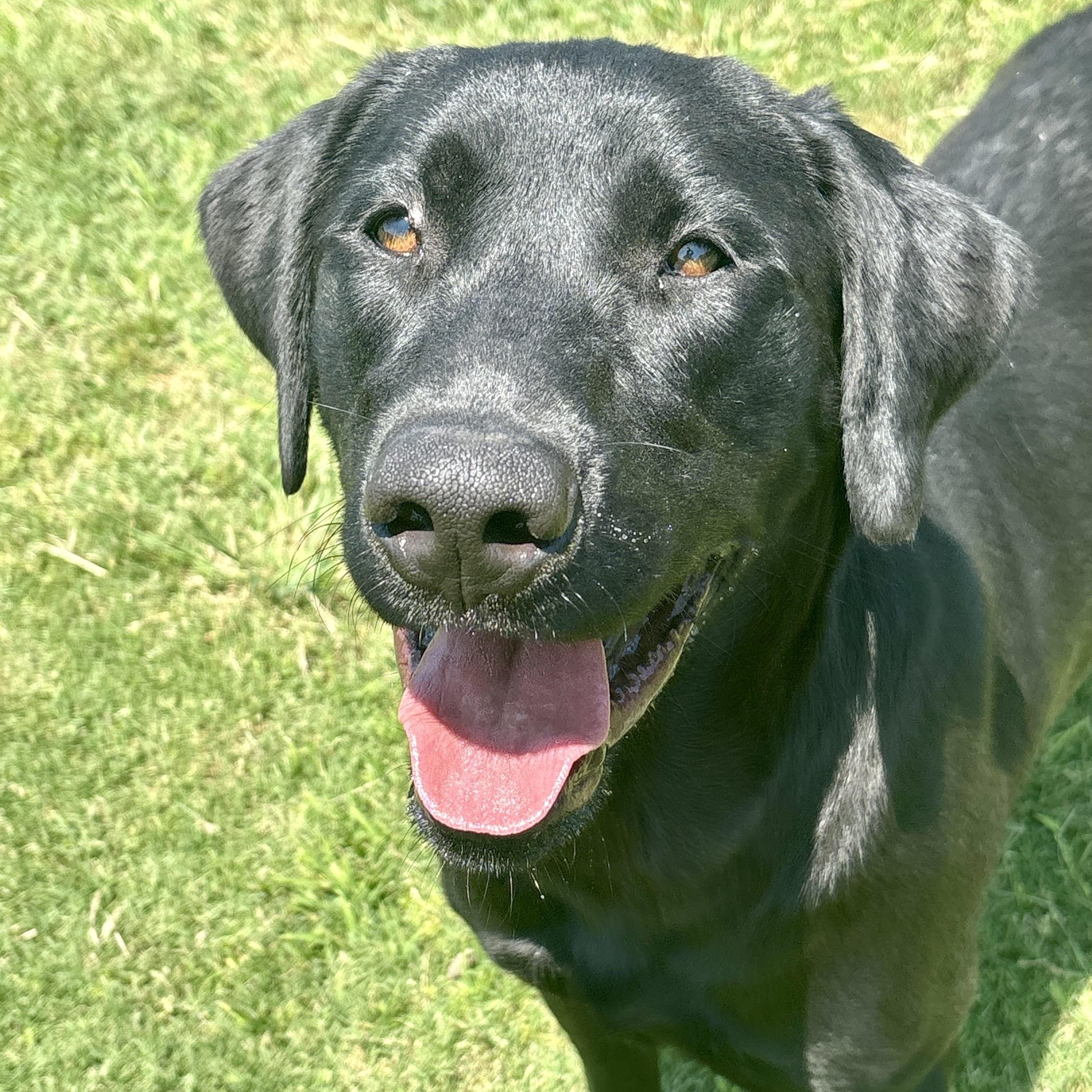 Moose , adopted, Young Male Labrador Retriever.