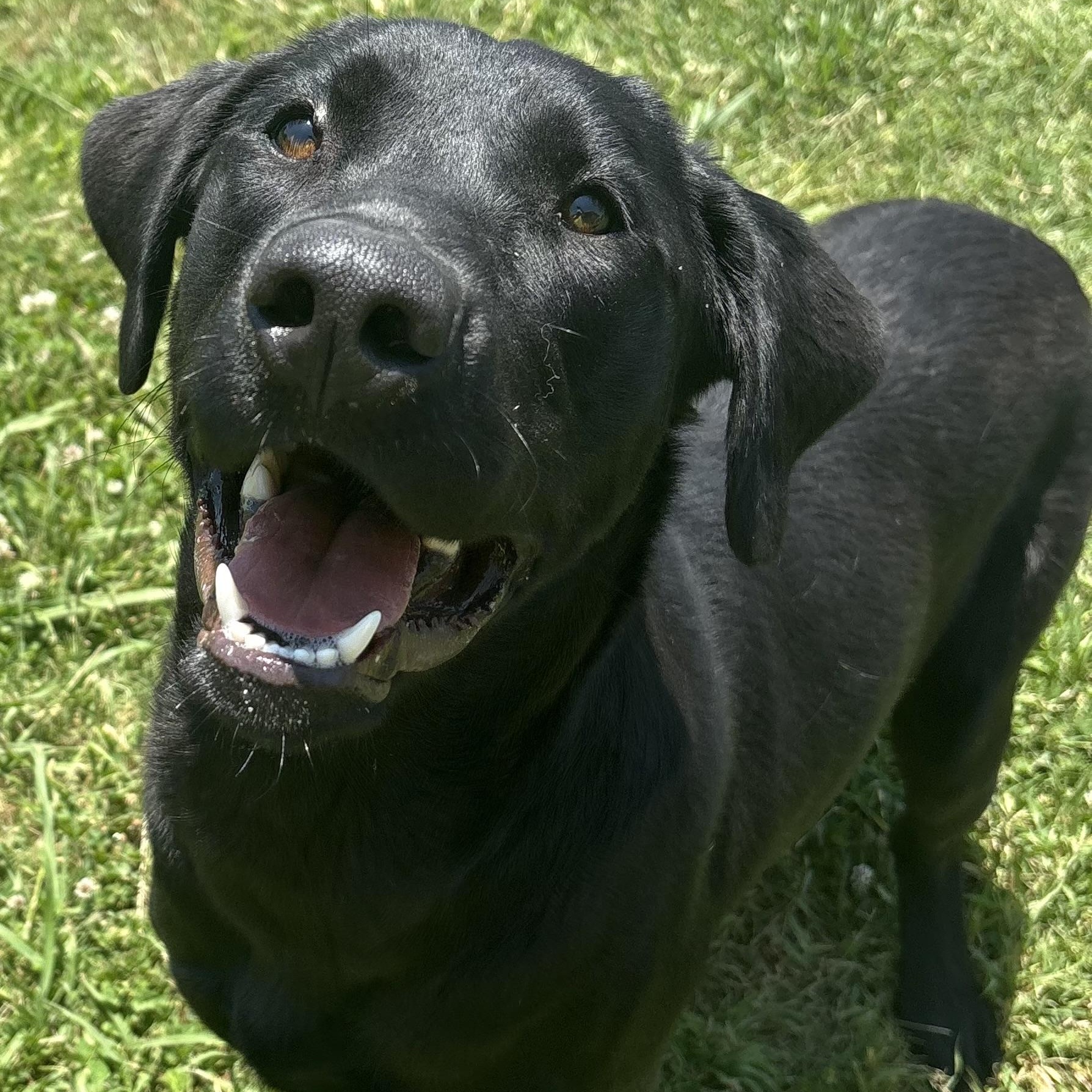 Enlarge Moose , an adopted Labrador Retriever in Southaven , MS image 5/5