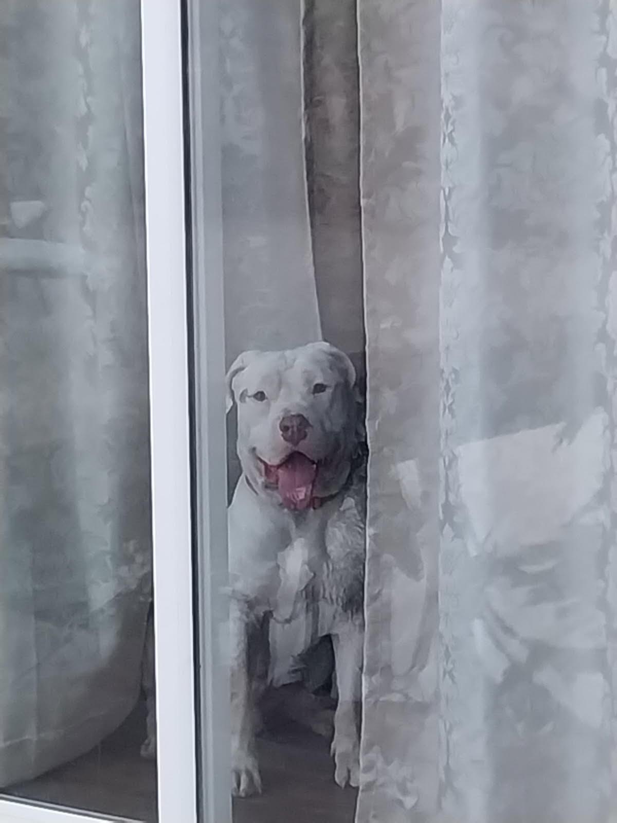 (Courtesy Listing) Harry, a Adoptable mixed breed in Encinitas, CA image 3/4