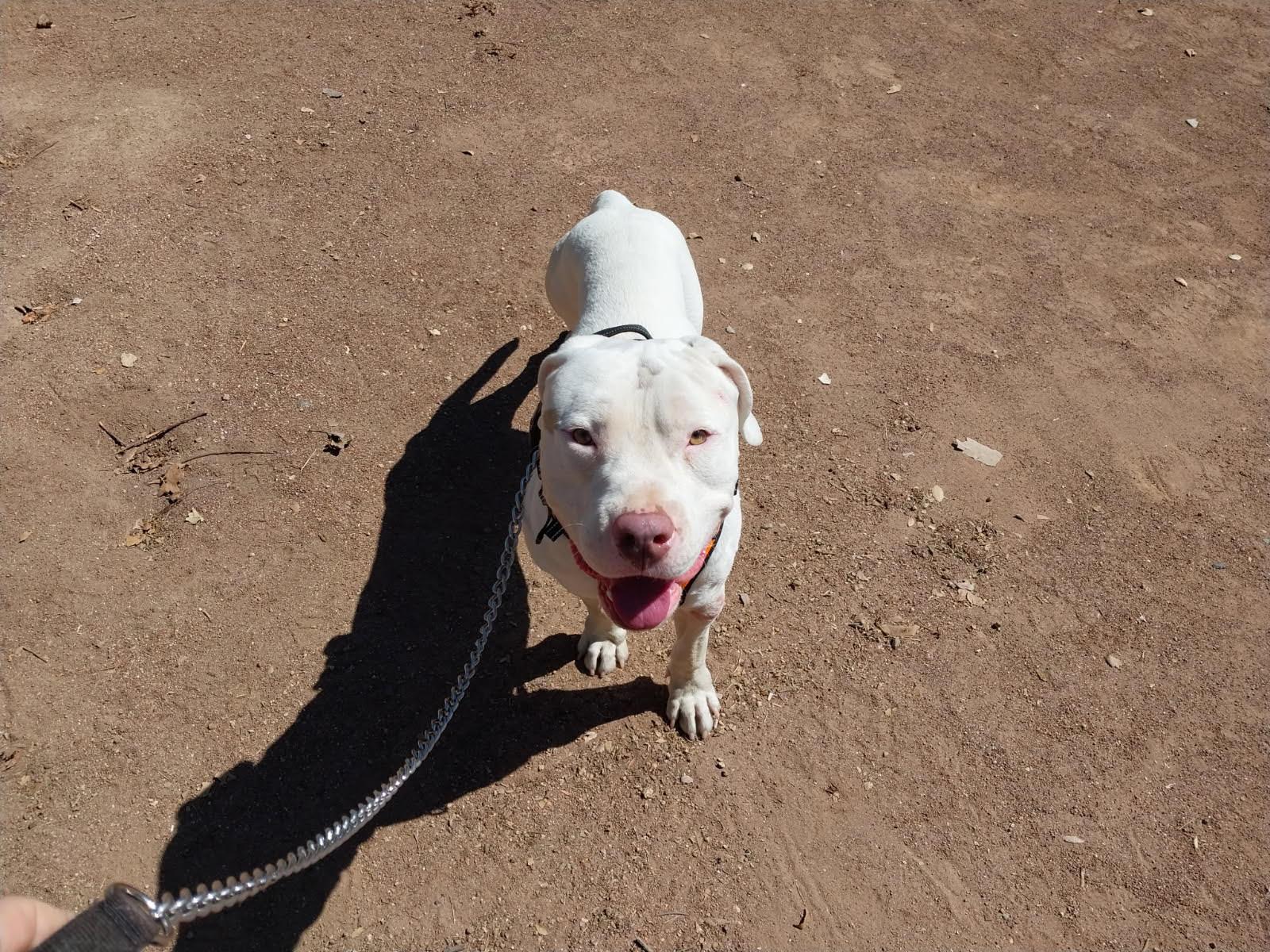 (Courtesy Listing) Harry, a Adoptable mixed breed in Encinitas, CA image 4/4