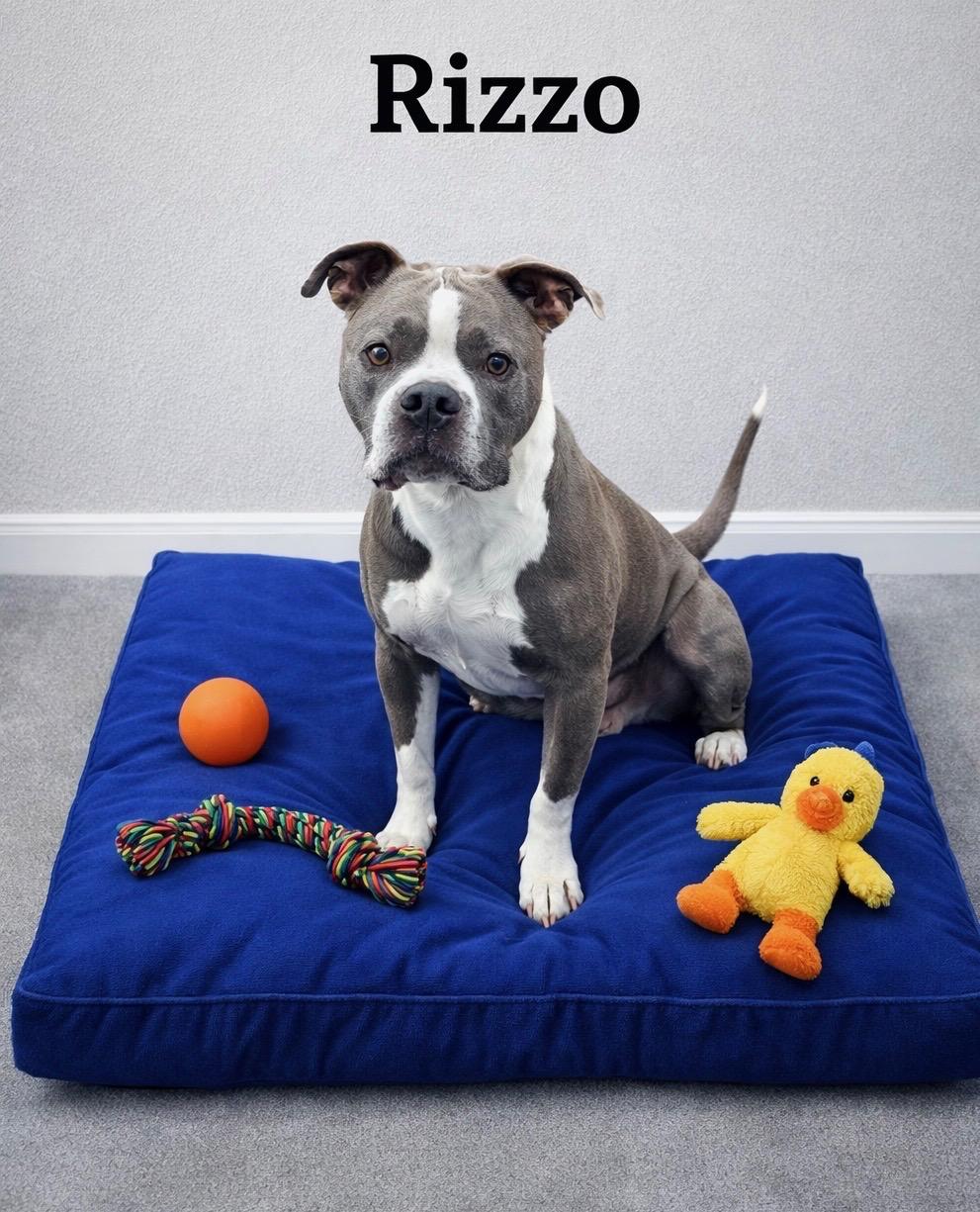 Rizzo, ADOPTABLE, Adult Male Pit Bull Terrier.