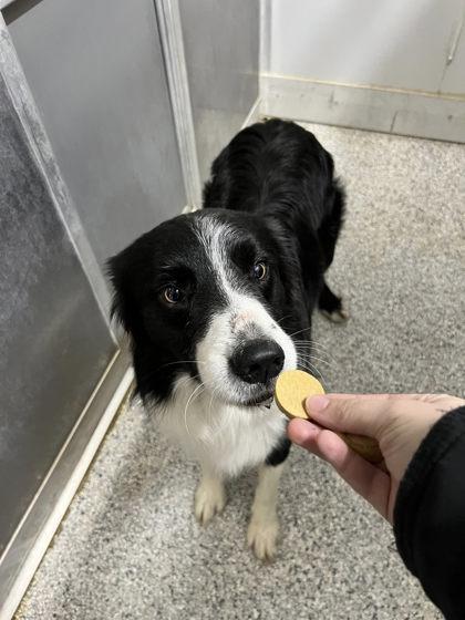 Bear, adopted, Adult Male Border Collie.