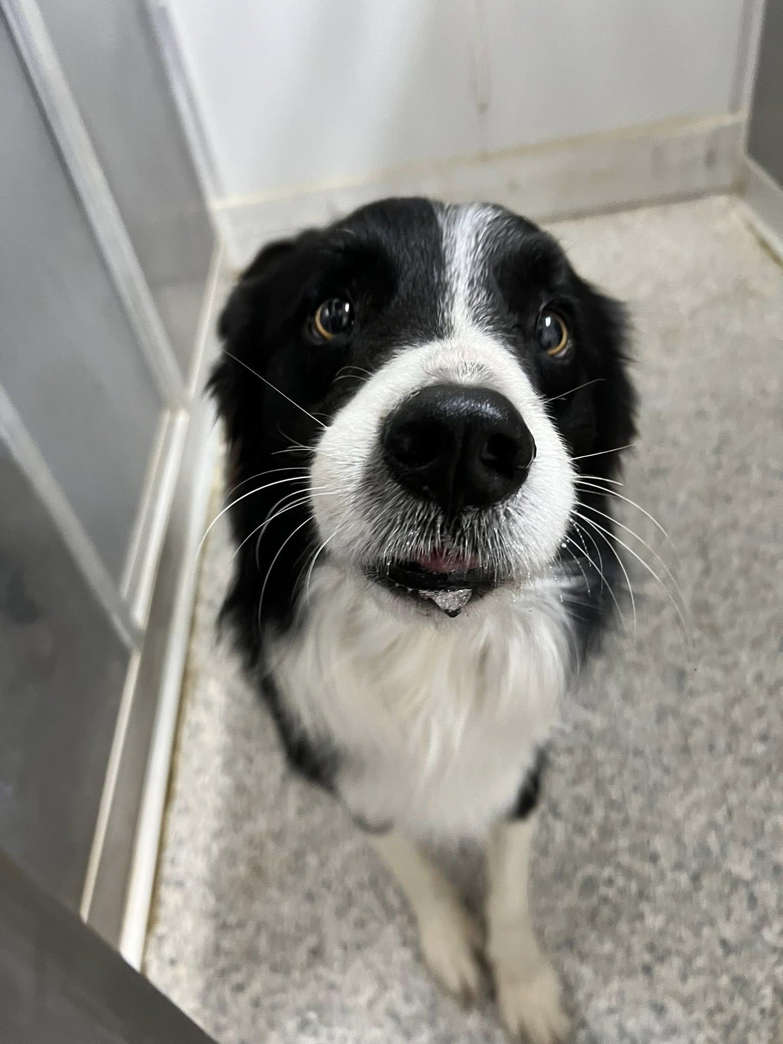 Enlarge Bear, an adopted Border Collie in Converse, TX image 2/2