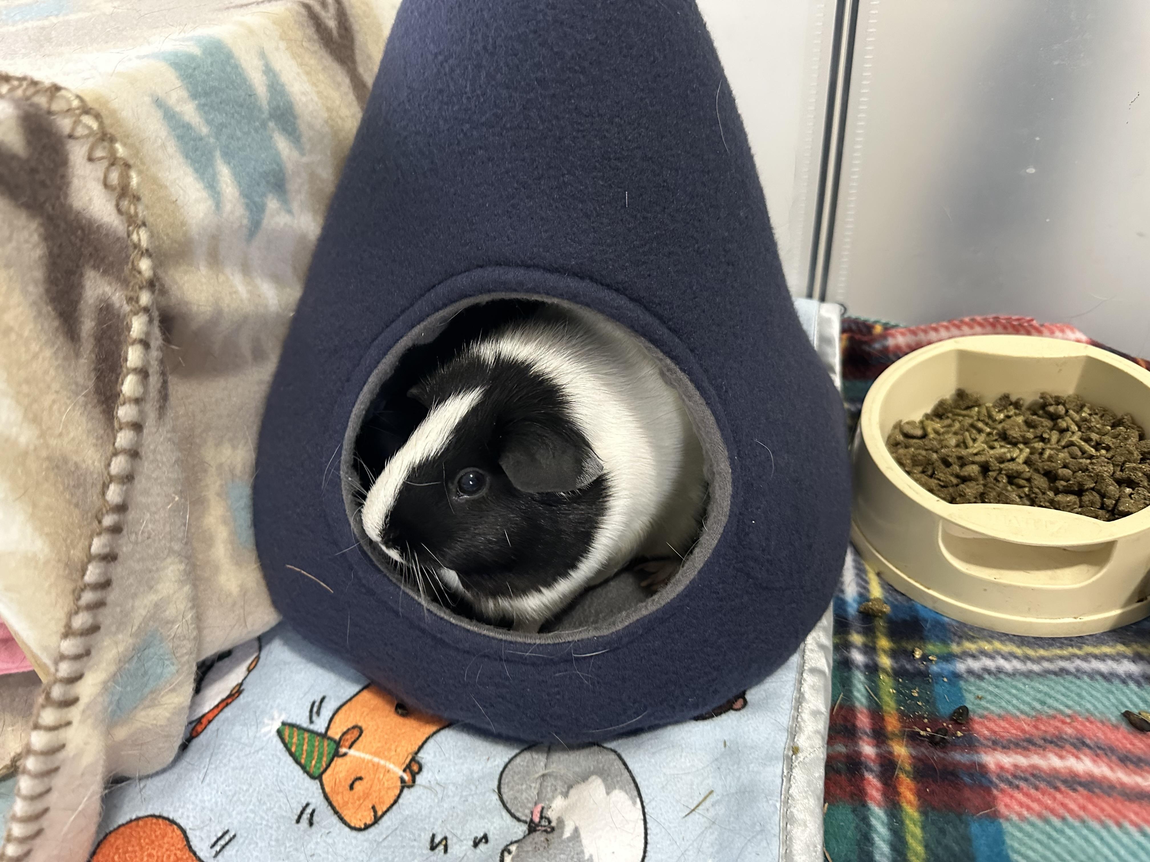 Enlarge Panda, an adopted Guinea Pig in Frederick, MD image 1/3