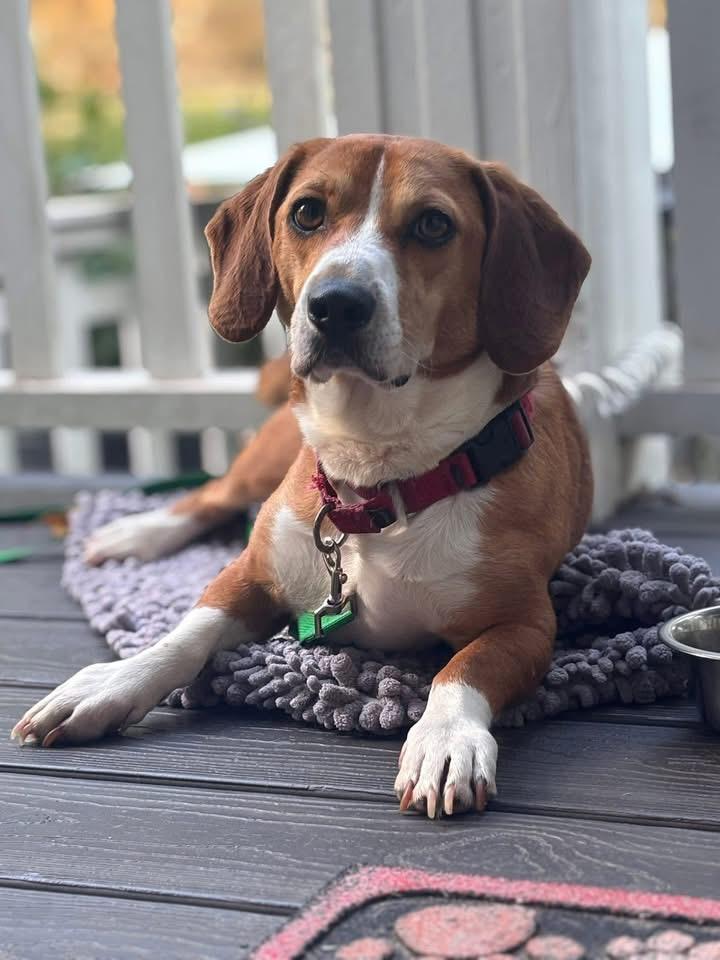 Rusty, a Adoptable mixed breed in Knoxville, TN image 1/5