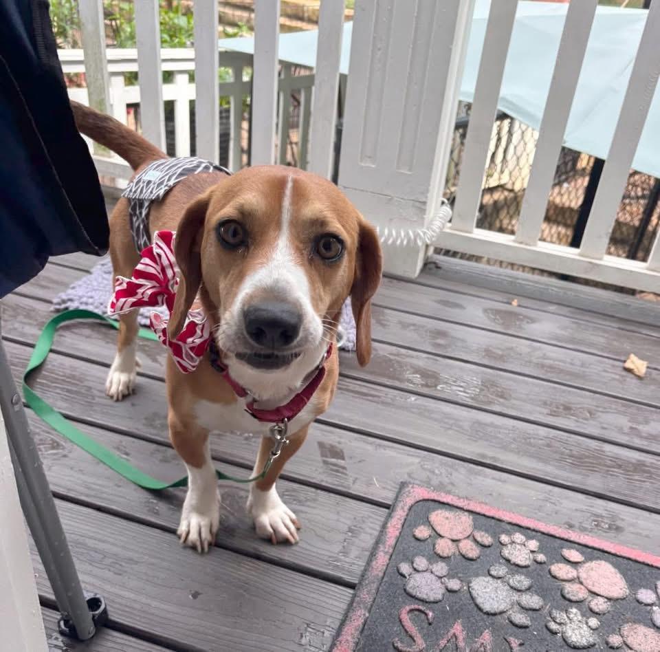 Rusty, a Adoptable mixed breed in Knoxville, TN image 3/5