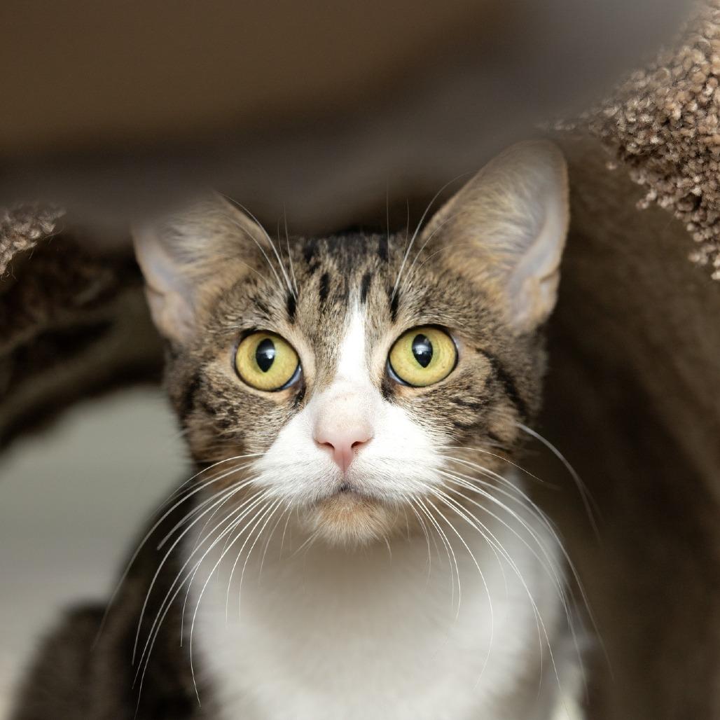 Wilson Phillips - Sponsored Adoption Fee, Adoptable, Adult Female Domestic Short Hair.