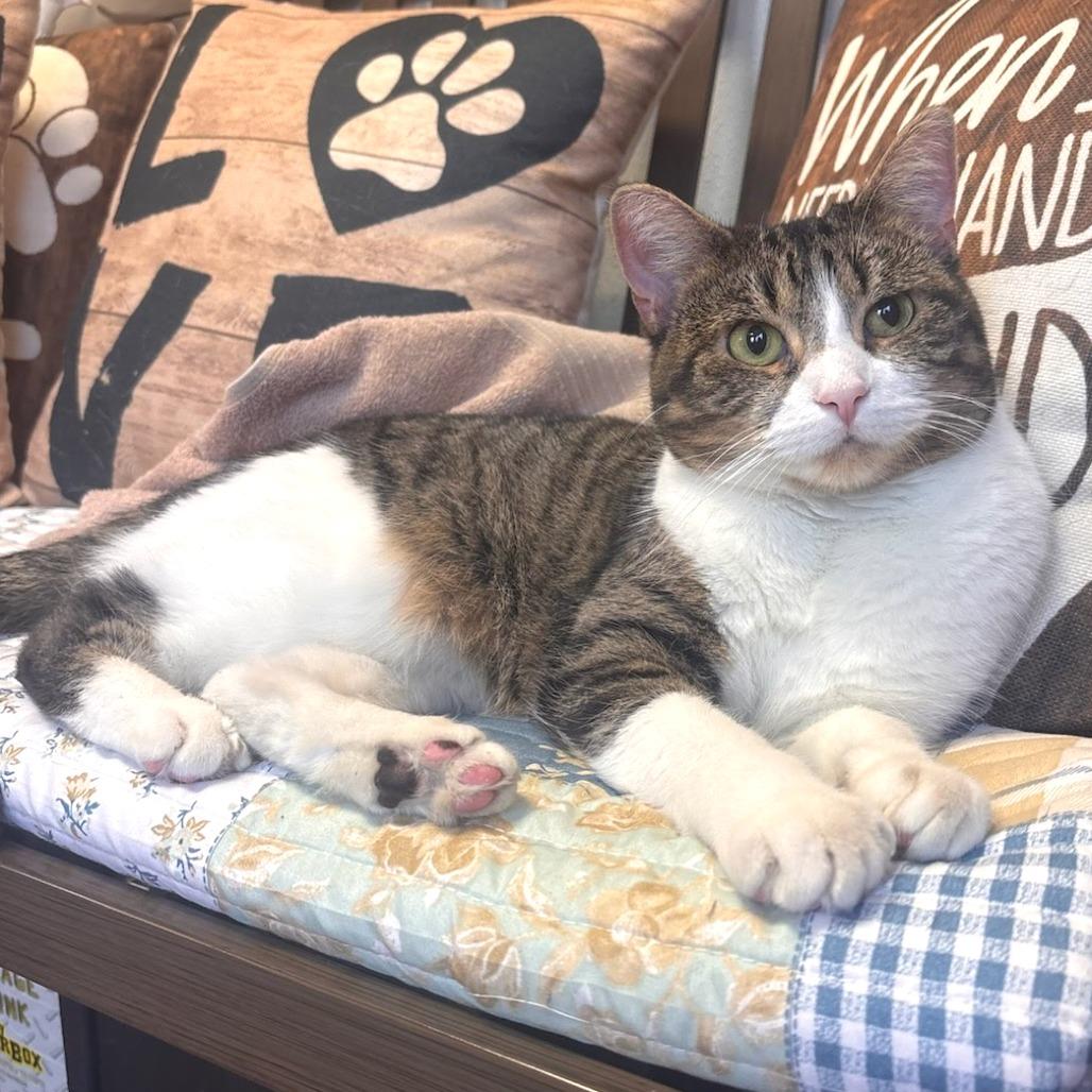 Enlarge Wilson Phillips - Sponsored Adoption Fee, a Adoptable Domestic Short Hair in Belleville, IL image 2/3