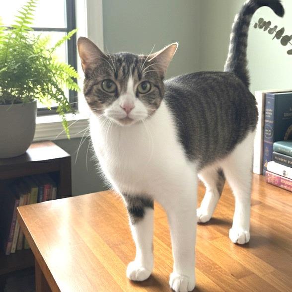 Enlarge Wilson Phillips - Sponsored Adoption Fee, a Adoptable Domestic Short Hair in Belleville, IL image 3/3