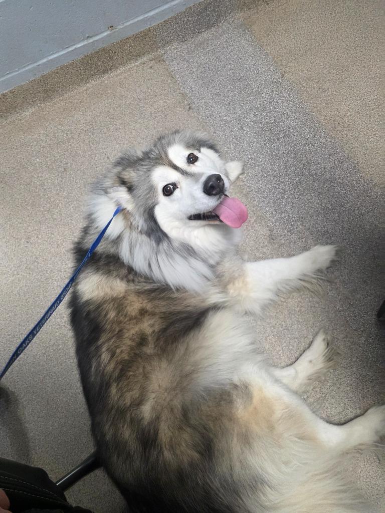 Eve, Adoptable, Adult Female Pomeranian & Husky.