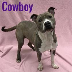 Cowboy, ADOPTABLE, Young Male Pit Bull Terrier.