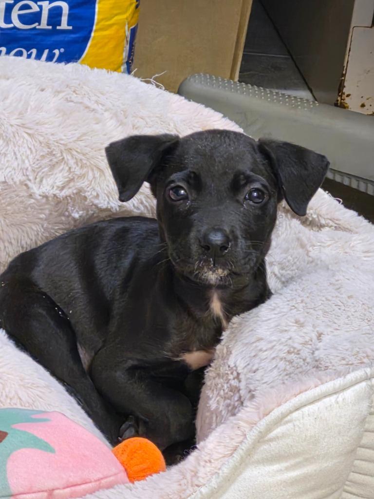 Enlarge Sudoku, a Adoptable mixed breed in Clinton, SC image 2/6