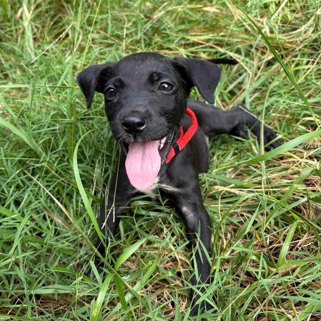 Enlarge Sudoku, a Adoptable mixed breed in Clinton, SC image 3/6