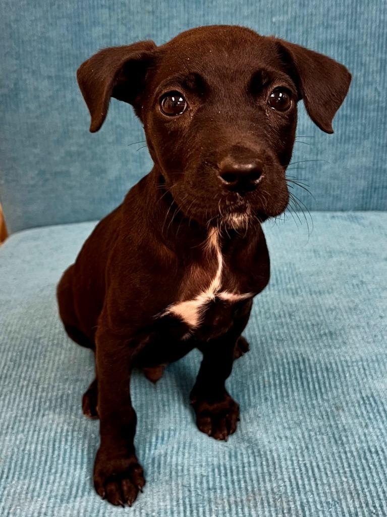 Enlarge Sudoku, a Adoptable mixed breed in Clinton, SC image 4/6