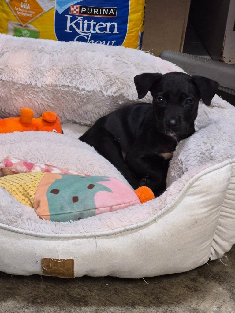 Enlarge Sudoku, a Adoptable mixed breed in Clinton, SC image 5/6